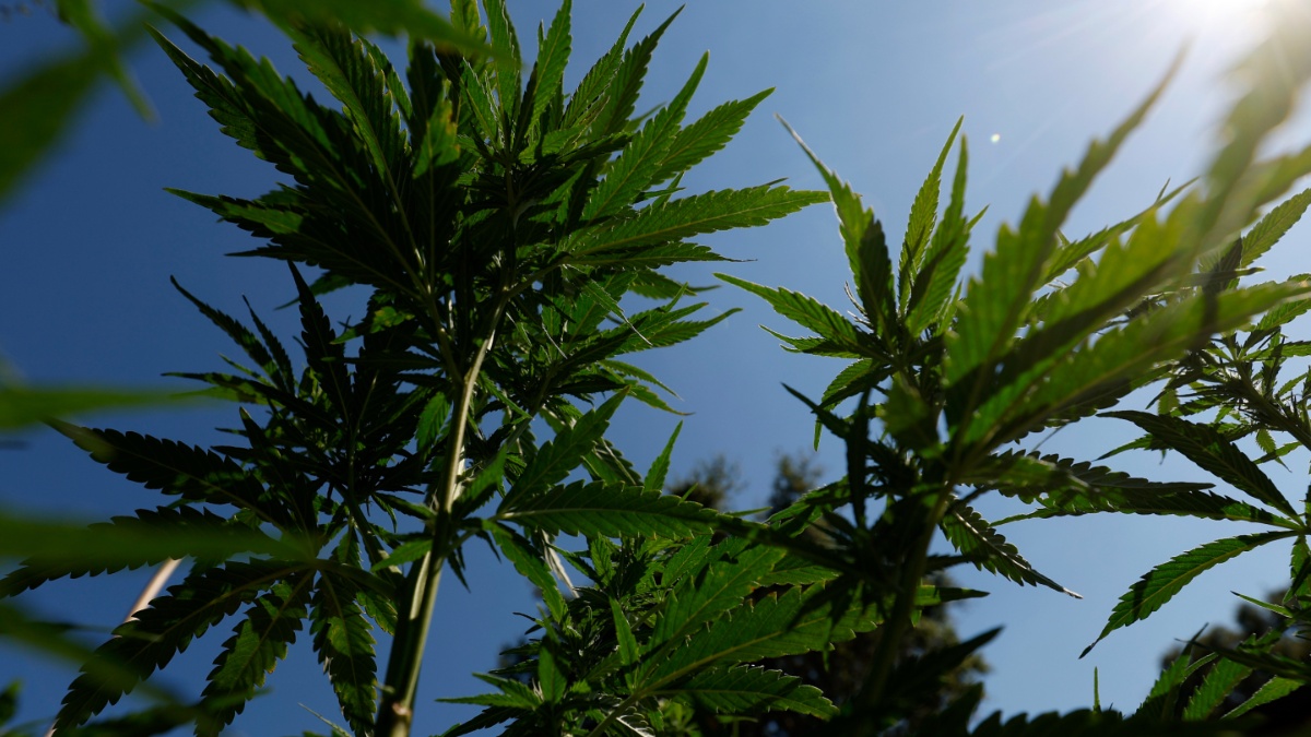 the-waldos-420-story