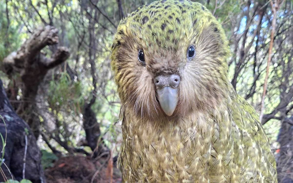 Kākāpō Population Reaches 325 After Record Season