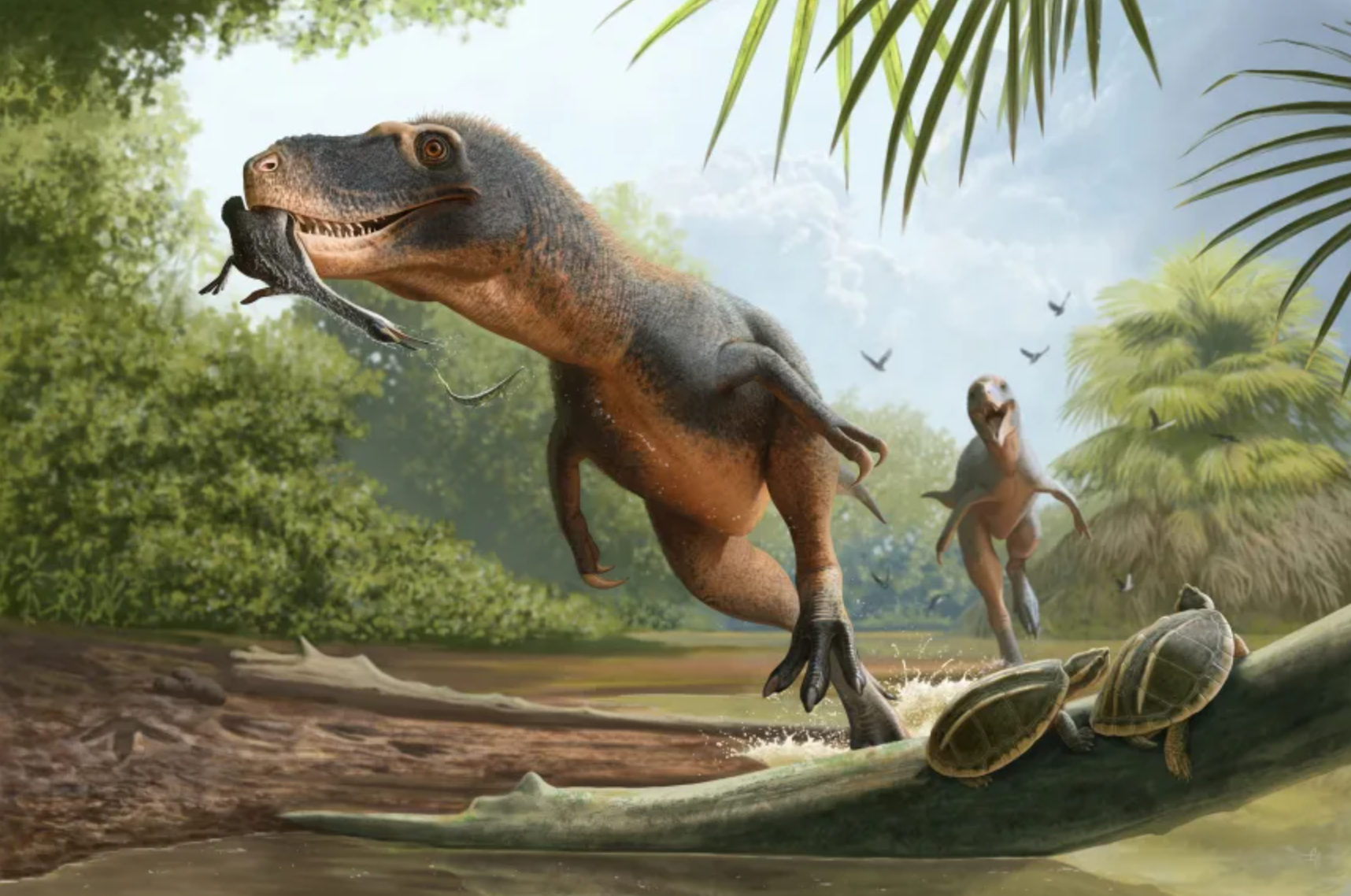 Artist illustration of a small bipedal dinosaur running through a prehistoric swamp with a frog in its mouth.