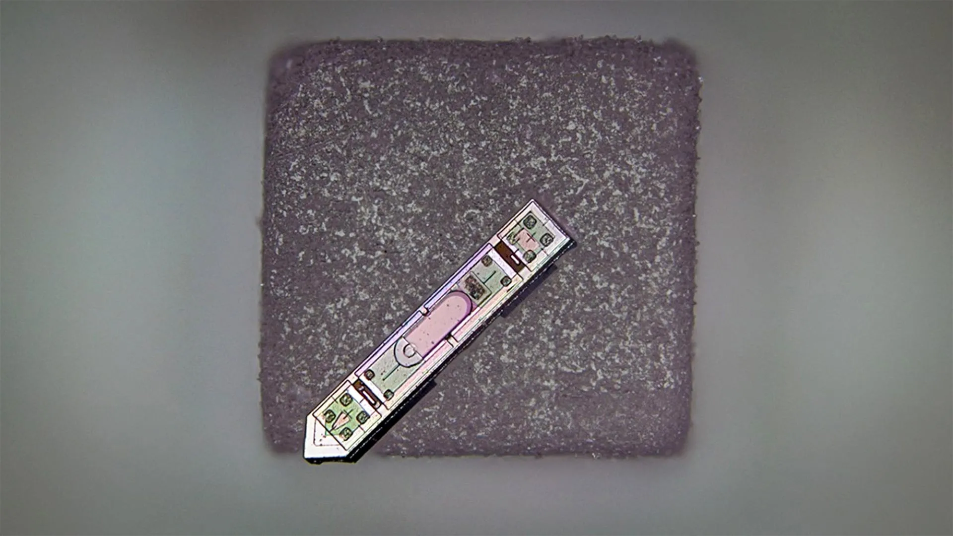 Cornell’s Dime-Sized Device Reads Brains in the Wild