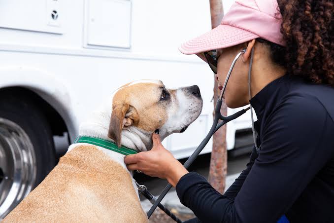 $250 Million Gift Aims to Expand Affordable Vet Care