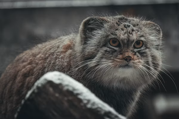 Scientists Name First New Wild Cat Species in a Century