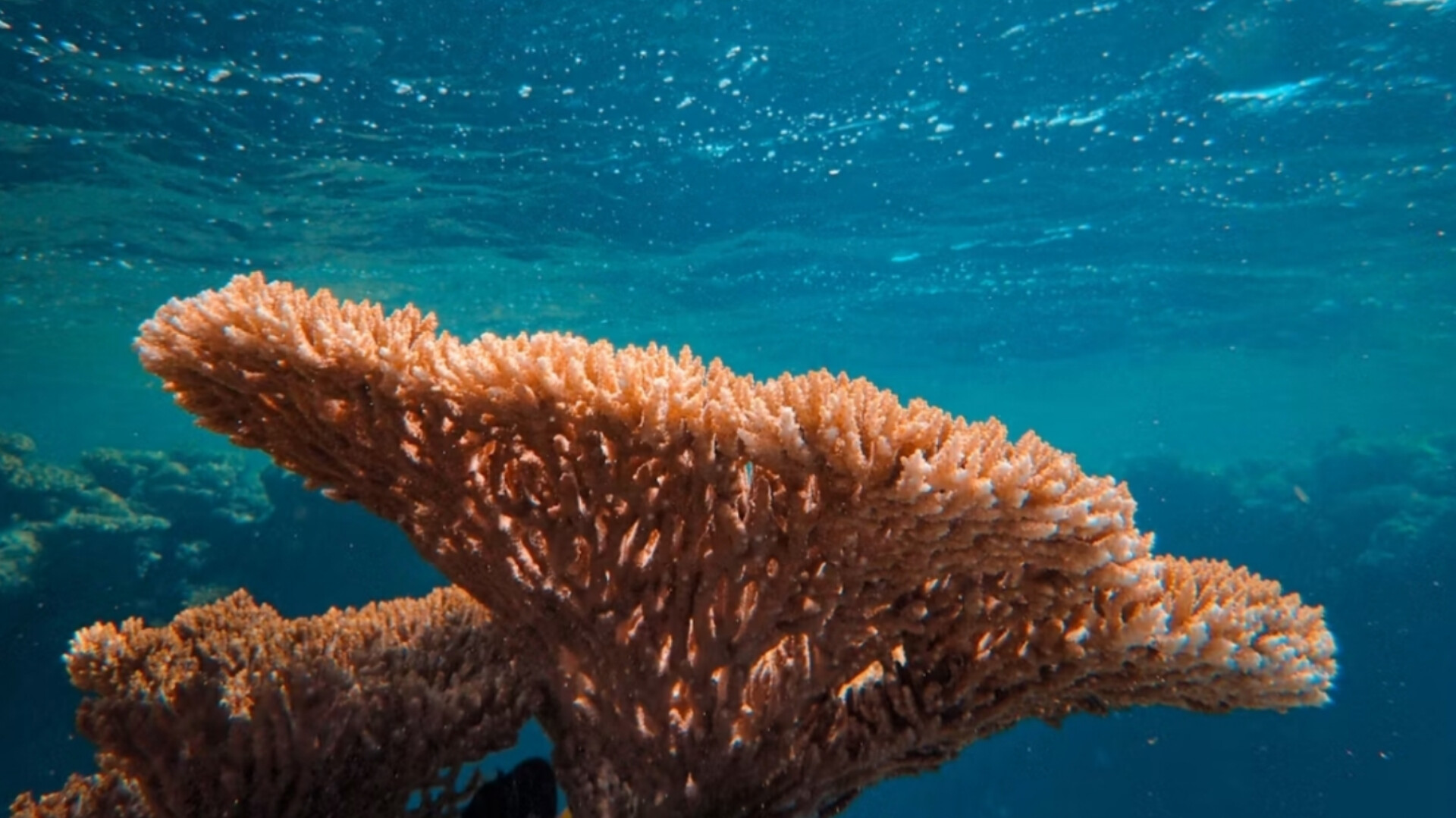 Bleached Corals Recovered in 7 Weeks After Touching Healthy Ones