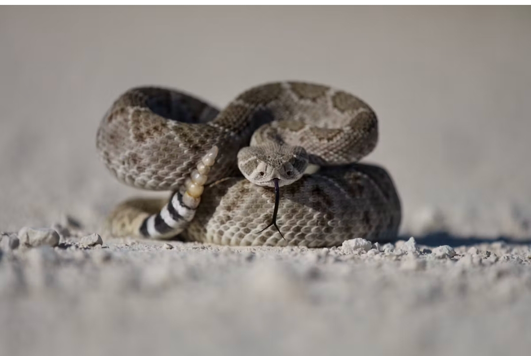 Rolling Snakes: Dwarf Reed Snakes Cartwheel at 4 Times Slither Speed ...